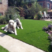 Artificial Turf Cost Benjamin, Utah Dog Pound, Front Yard Design