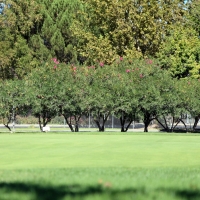 Fake Lawn Mount Olympus, Utah Golf Green