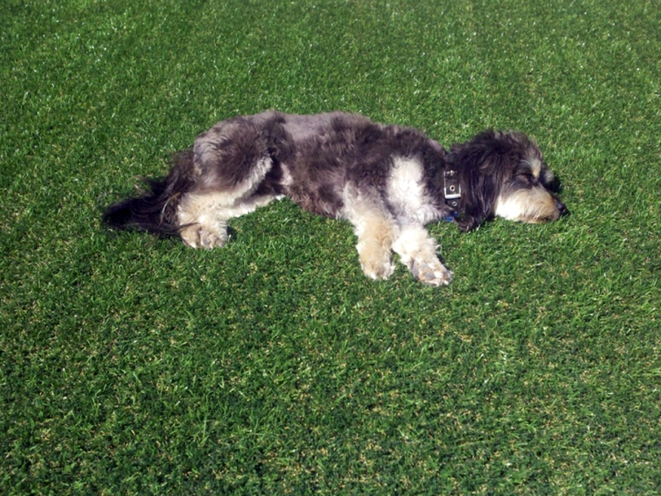 Lawn Services Vineyard, Utah Landscape Design, Dog Kennels